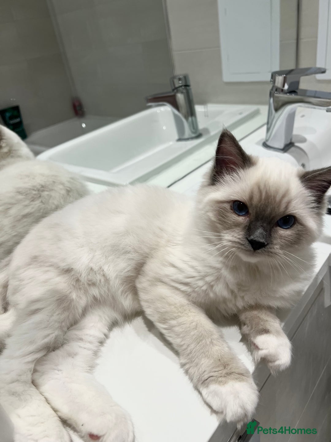 Ragdoll cats for sale: TICA RARE ENTIRE MALE! BLUE POINT MIT CHAMP BLOOD - Image 13