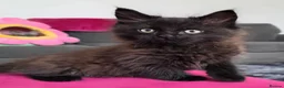 Maine Coon cats for sale: Gorgeous, sociable maine coon kittens  - Advert 22