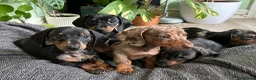 Dachshund dogs for sale: Full Pedigree Dachshund ❤️🧡💚🩵 - Advert 17