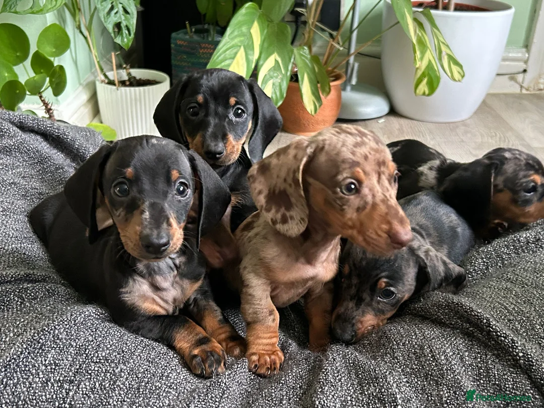 Dachshund dogs for sale: Full Pedigree Dachshund ❤️🧡💚🩵 - Advert 17