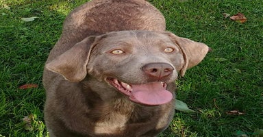 Labrador Retriever dogs Silver Labrador Puppies For Sale - Advert 7