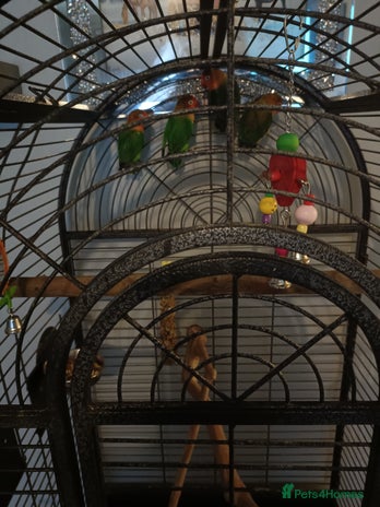 Lovebirds birds - Advert 1