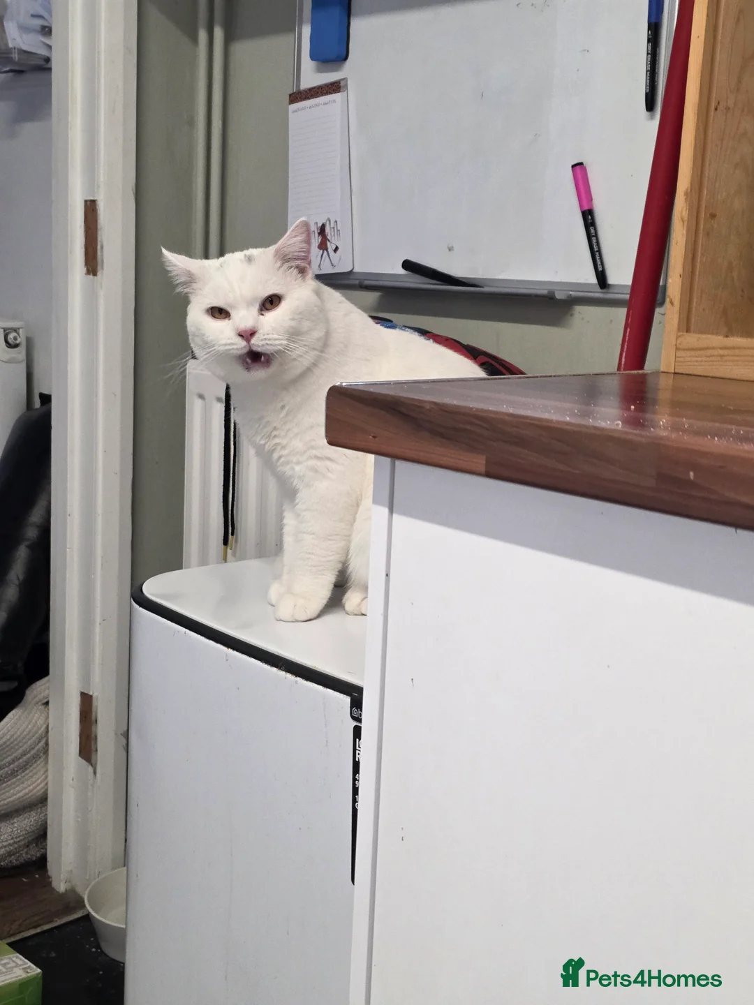 British Shorthair cats for stud: British Shorthair White Boy – proven stud service  - Advert 9