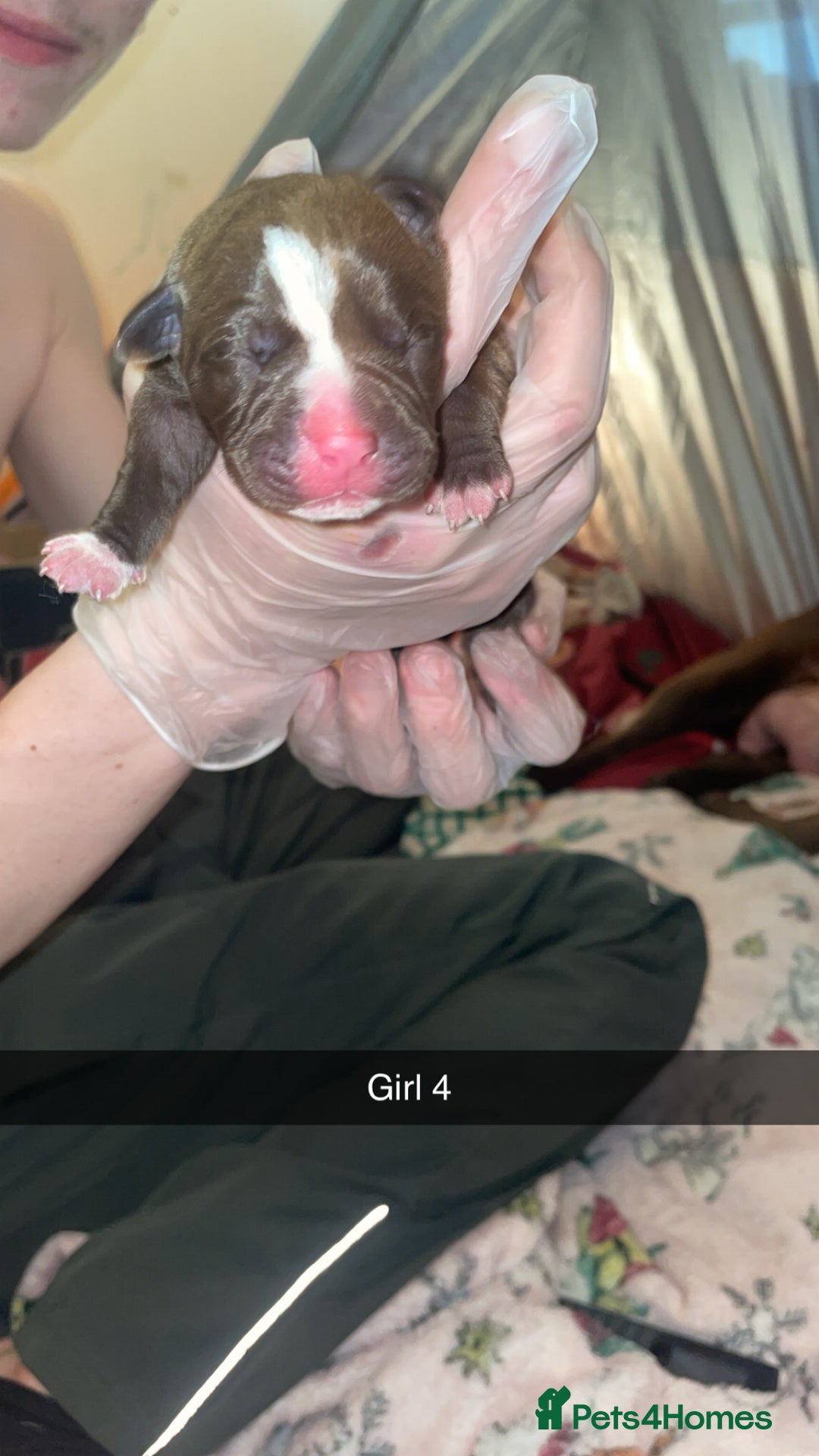 Mixed Breed dogs for sale: American bully x American bulldog puppies - Advert 9