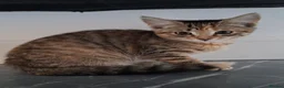 Domestic Shorthair cats for sale: Little Girl - Advert 3