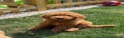 Poochon dogs for sale: GORGEOUS BOY LEFT - DNA & health tested - Advert 3
