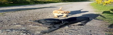 Labrador Retriever Puppy 1
