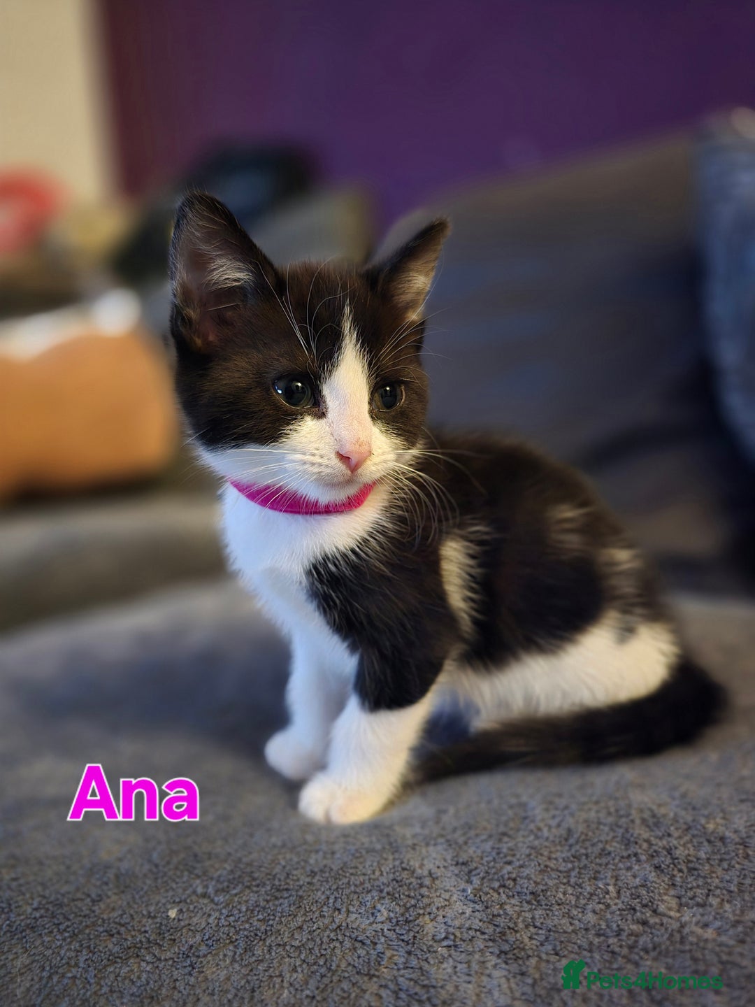 Mixed Breed cats for sale: Adorable black and white kittens - Image 5