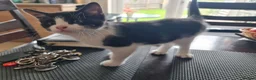Mixed Breed cats for sale: ***Black and white Male kitten for sale*** - Advert 4