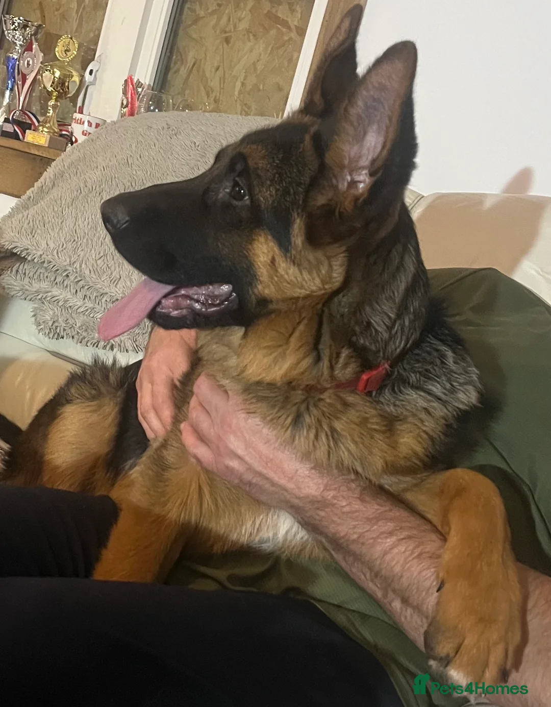 German Shepherd dogs for sale: Outstanding Vomkonstanz German Shepherd Litter  - Advert 5