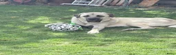 Turkish Kangal dogs for sale: Loving home needed for our Kangal boy in Fareham - Advert 5