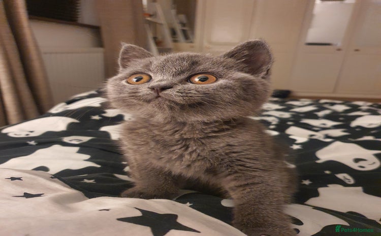 British Shorthair cats - Advert 15
