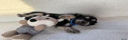Cocker Spaniel dogs for sale: Show type cocker spaniels in Ipswich - Advert 8