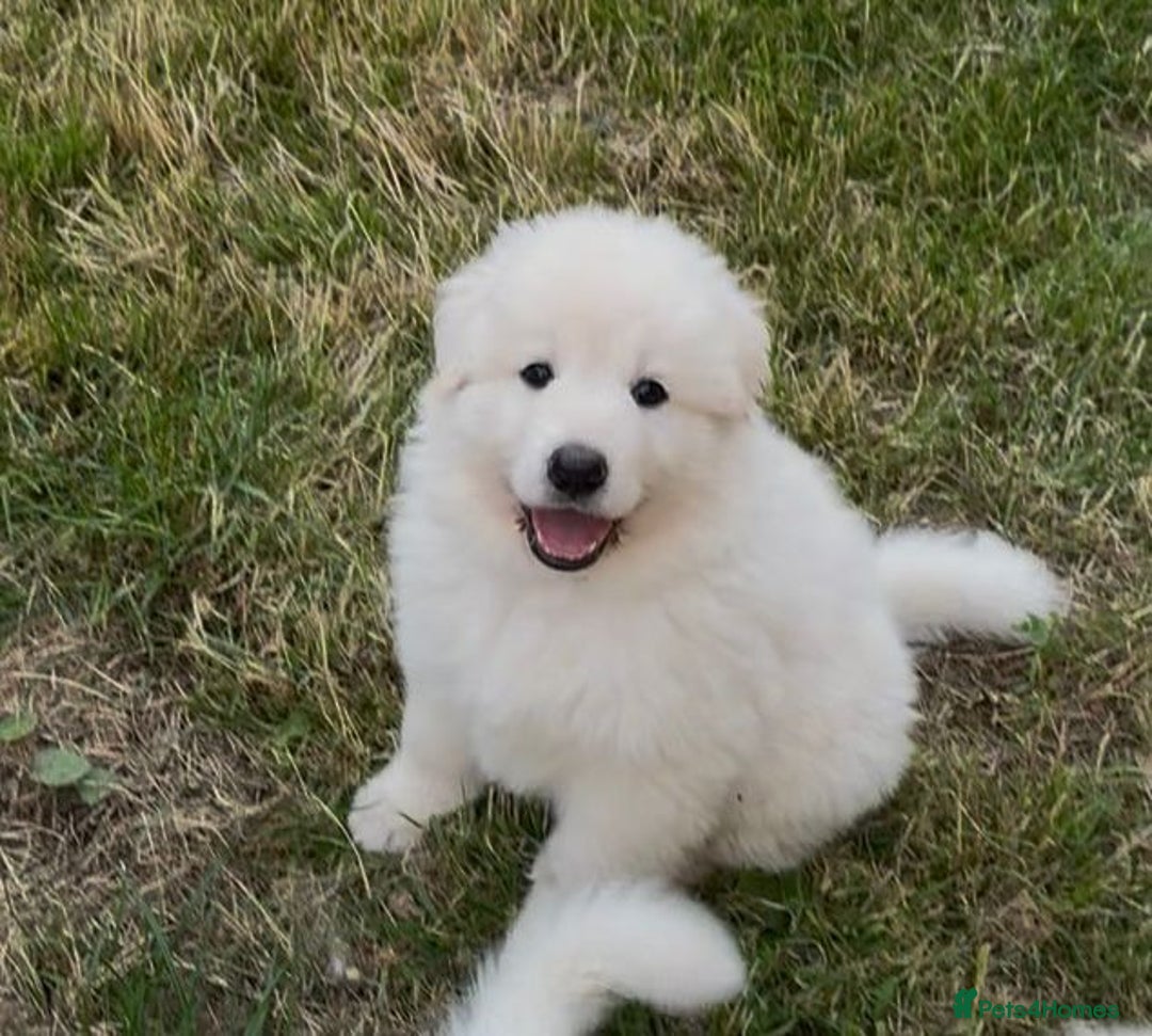German Shepherd dogs for sale: Very special, super WHITE, LONG HAIRED GSD pups  - Image 4