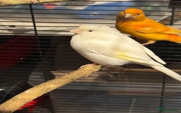 Canaries birds for sale: Male & female cannery for sale  - Image 15