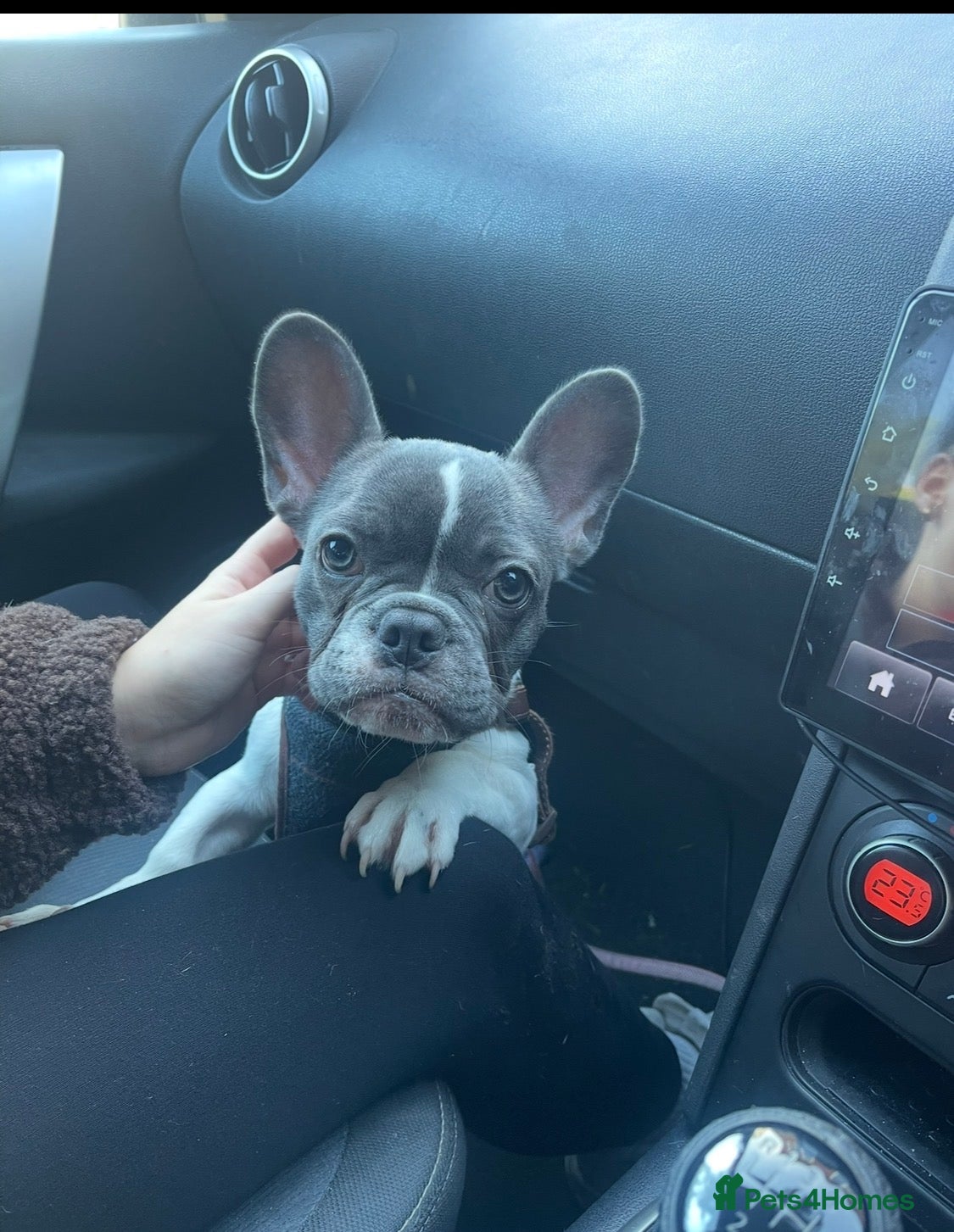 French Bulldog dogs Blue pied frenchie - Advert 1