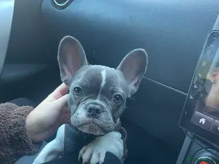 French Bulldog dogs Blue pied frenchie - Advert 1