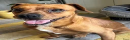 Mixed Breed dogs for adoption: Sweet Todor looking for LOVE - Advert 3