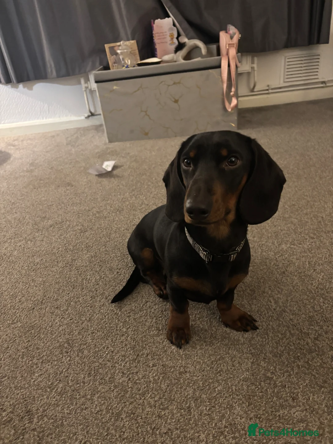 Dachshund dogs for sale: Datchund  in Hertford - Advert 2