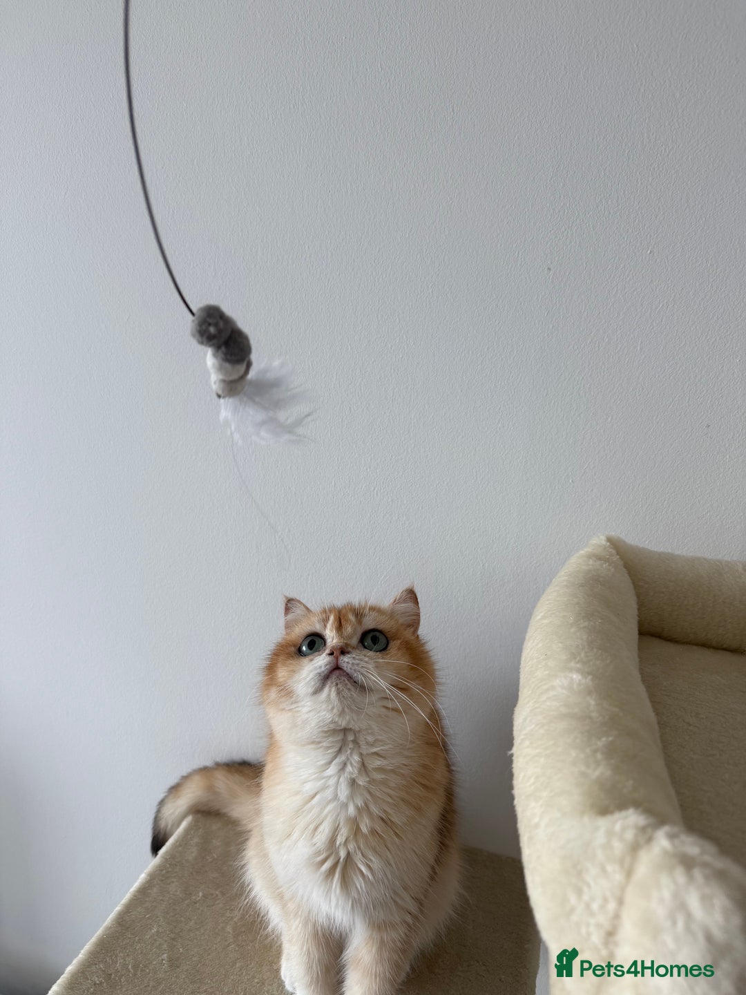 British Shorthair cats for sale: British shorthair TICA male kitten in Sheffield - Image 3
