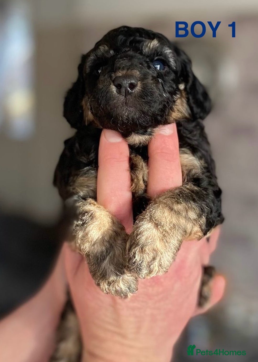 Cockapoo dogs for sale: F1b Cockapoo Puppies  - Advert 7