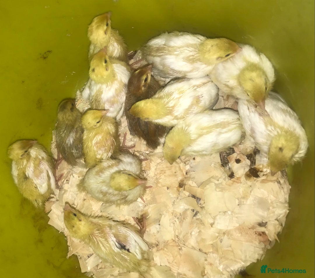 Quail poultry for sale: JUMBO QUAIL CHICKS & SEXED JUMBOS ! - Image 4