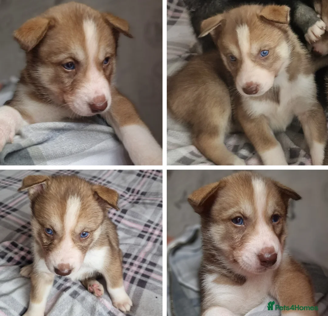 Siberian Husky dogs for sale: 1 beautiful girl left ❤️ ready now  - Advert 20