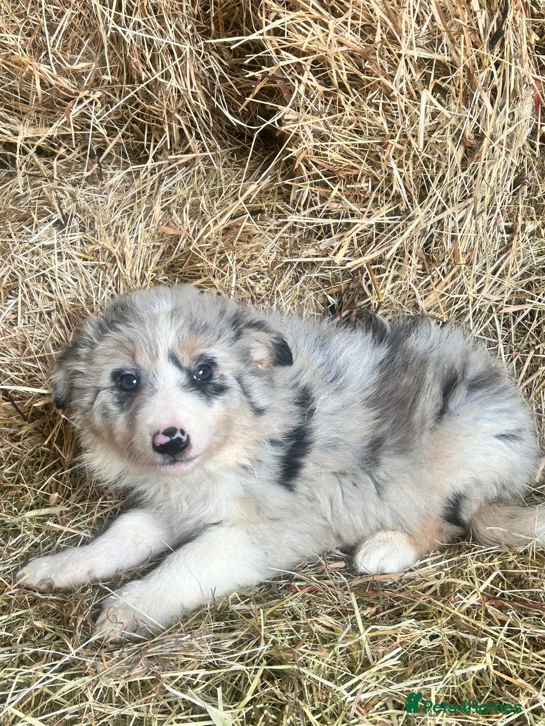 Border Collie dogs for sale: 5 beautiful border collie pups  - Image 8