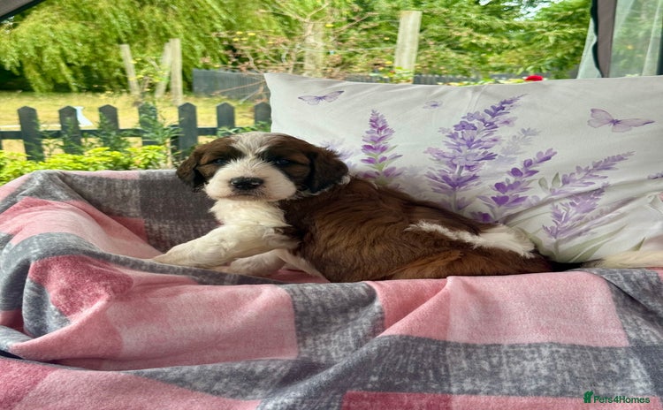 Saint Bernard dogs - Advert 1