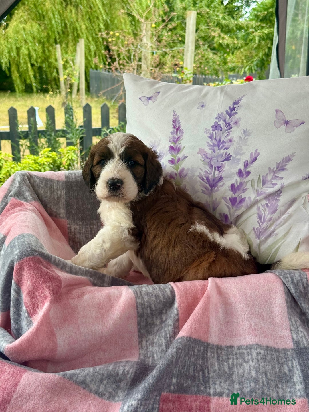 Saint Bernard dogs for sale: F1 st doodles puppies for sale - Image 2