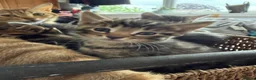 Mixed Breed cats for sale: Gorgeous Tabby’s  - Advert 4