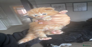 Maine Coon cats - Advert 12