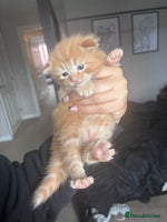 Maine Coon cats - Advert 12