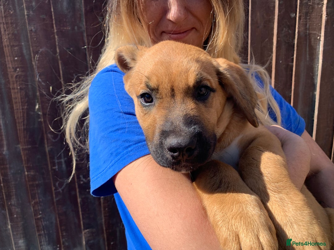 Mixed Breed dogs for sale: Cane corso X Alaskan malamute surprise litter  - Image 27