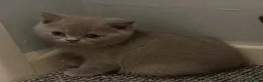 British Shorthair 3