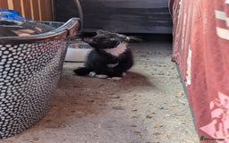 British Longhair cats for sale: Fluffy kittens very beautifull - Image 7