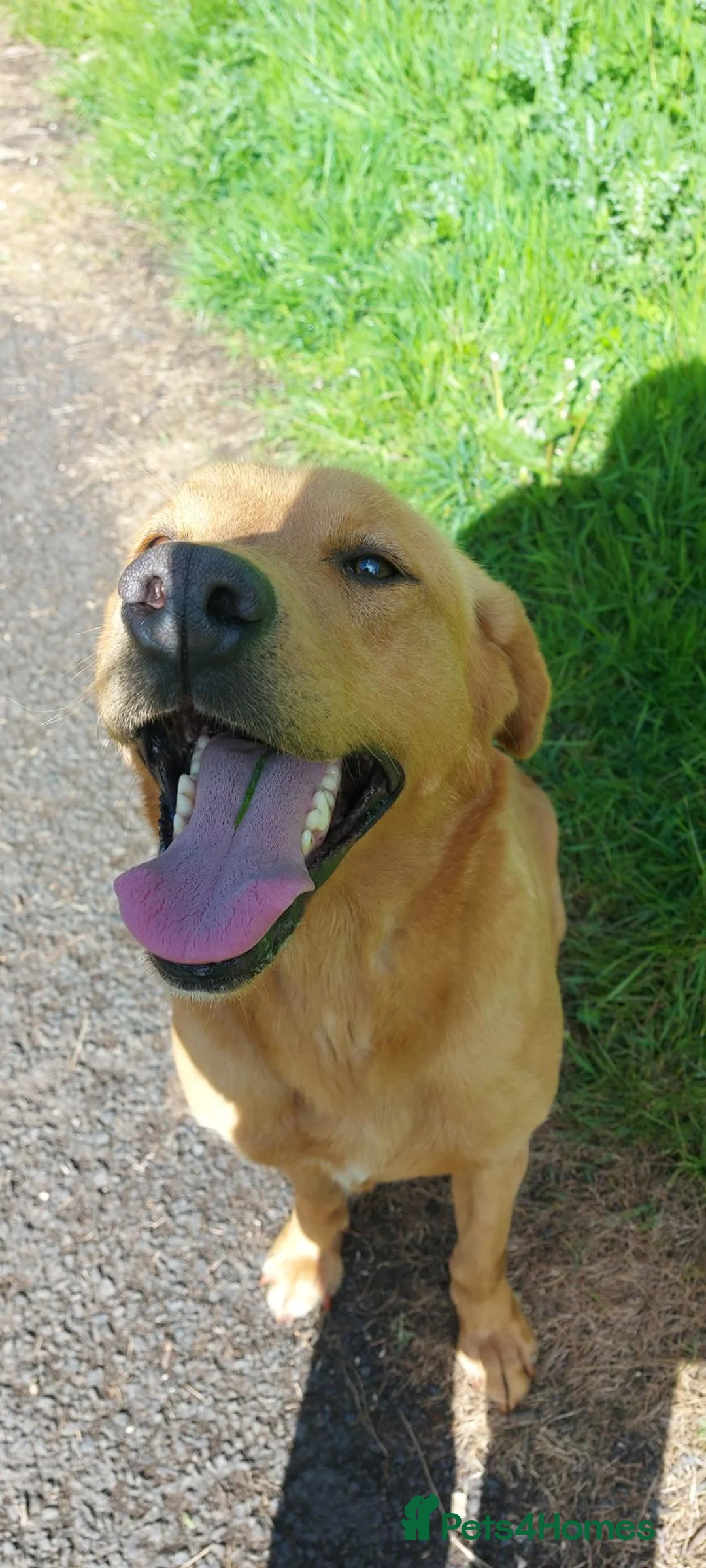 Labrador Retriever dogs for sale: Fox red labrador pups - Advert 2