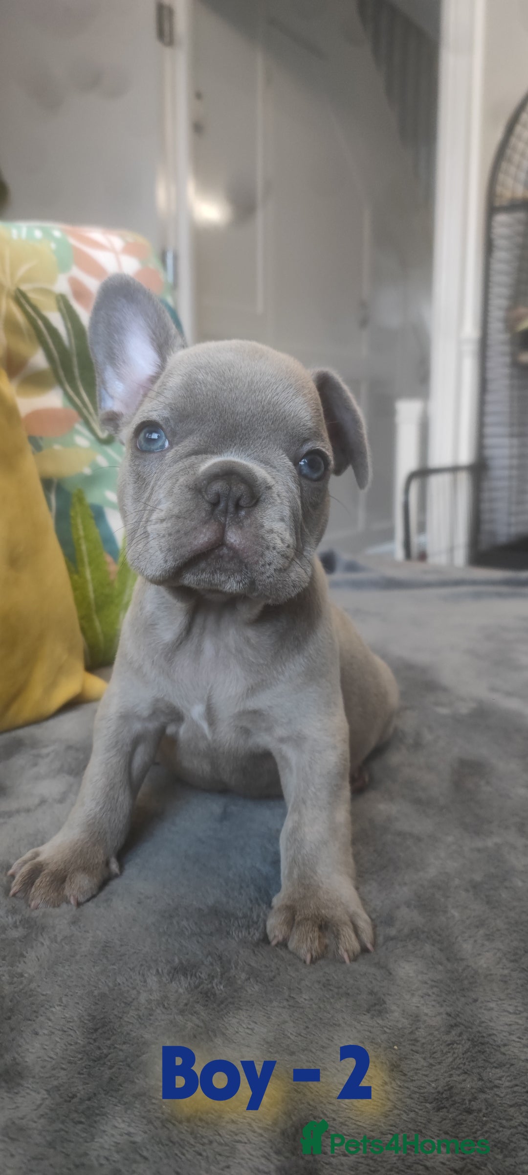 French Bulldog dogs for sale: 3 Girls - 2 Boys Frencbulldog Puppies - Image 5