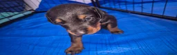 Dobermann dogs for sale: ⭐️⭐️⭐️⭐️⭐️ KC Reg European Dobermann puppies - Advert 6