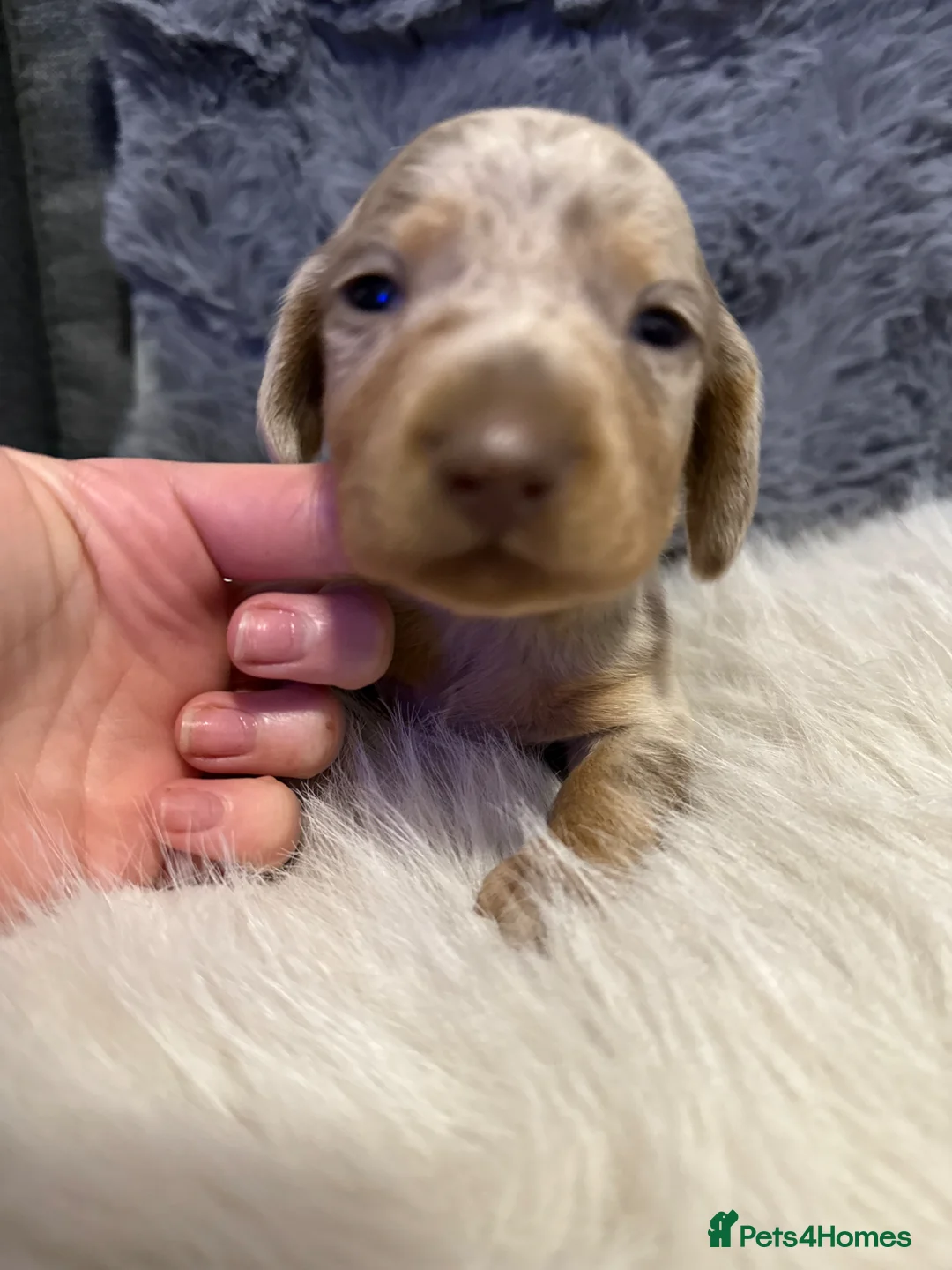 Miniature Dachshund dogs for sale: KC PRA IVDD Miniature Dachshund.  - Advert 2