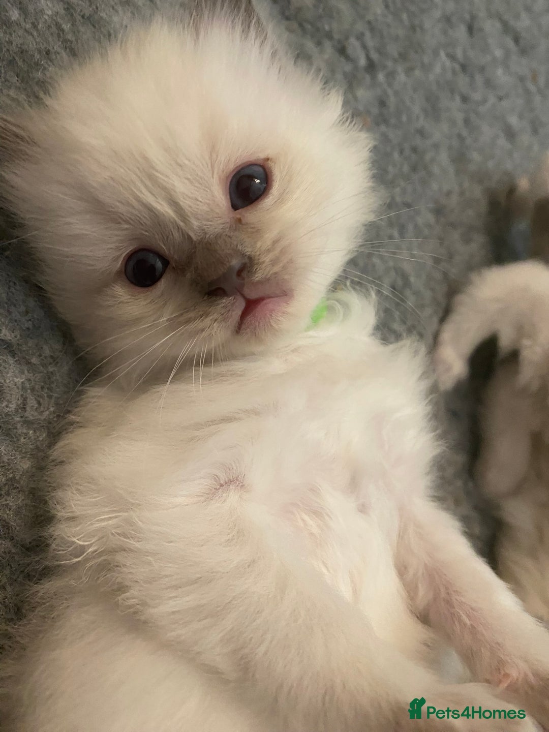 Ragdoll cats for sale: GCCF registered Pedigree Ragdoll kittens - Advert 16