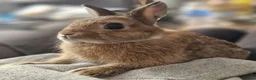 Netherland Dwarf rabbits for sale: Cute, Friendly, Young Female Netherland Dwarf  - Advert 5