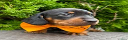 Dachshund dogs for sale: Miniature Dachsund Pups - Advert 4