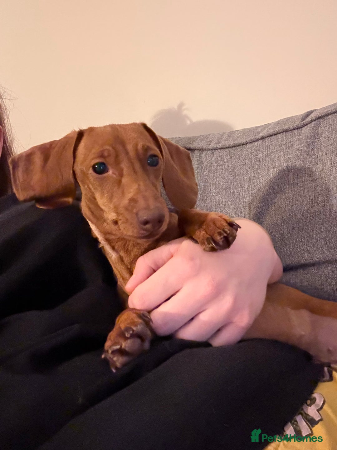 Miniature Dachshund dogs for sale: Miniature Dachshund TRIXXIE   - Advert 2