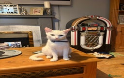 Mixed Breed cats for sale: 4 babies available 2 male 2 female  - Image 6