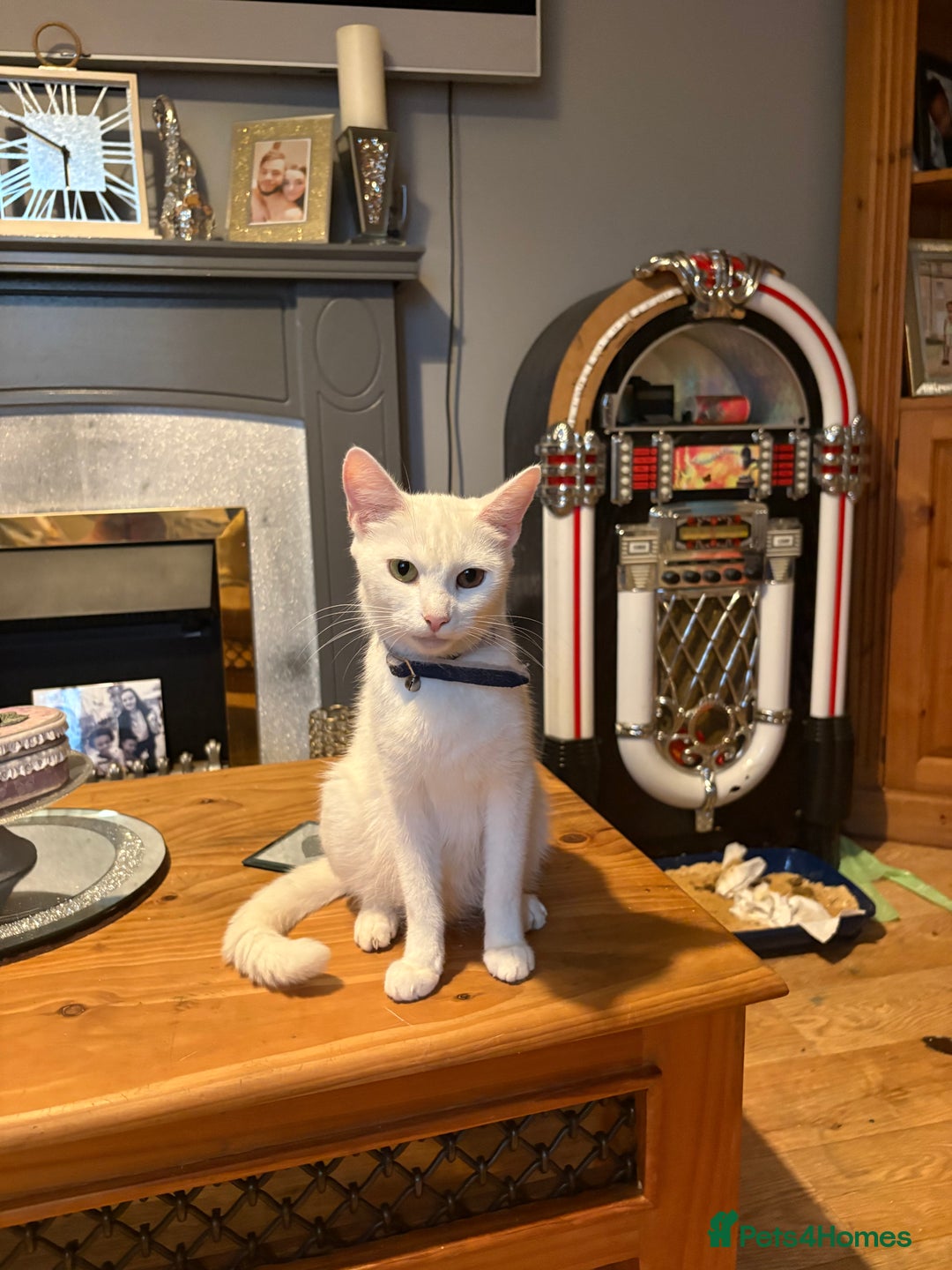 Mixed Breed cats for sale: 4 babies available 2 male 2 female  - Image 6