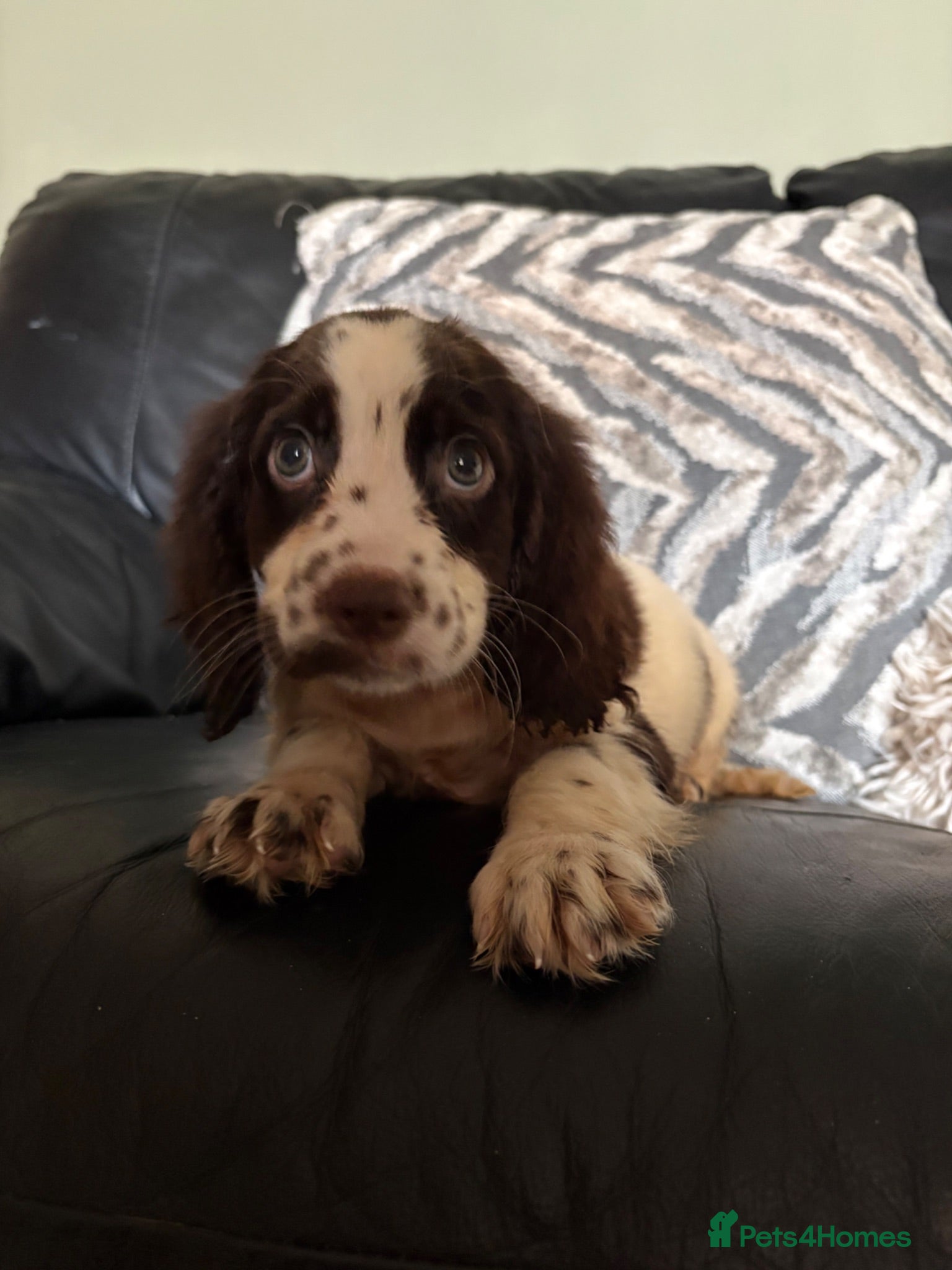 Cocker Spaniel dogs Beautiful cocker-spaniel puppies - Advert 5