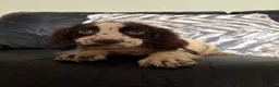Cocker Spaniel dogs for sale: Lovely cockerspaniel pups - Advert 3