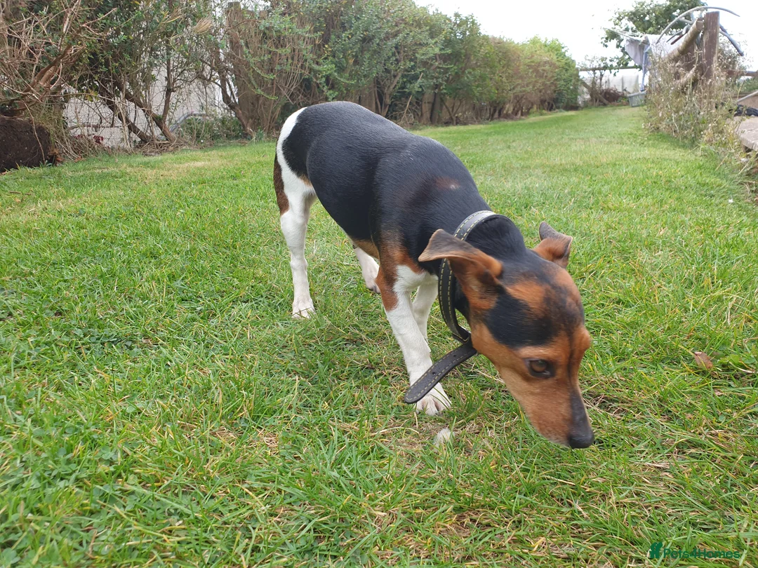 Jack Russell dogs for stud: Chip (the stud) - Advert 9