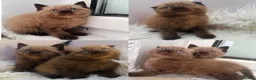 Mixed Breed cats for sale: lovely kittens ready to go - Advert 1